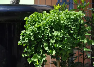 Ginkgo Hochstamm