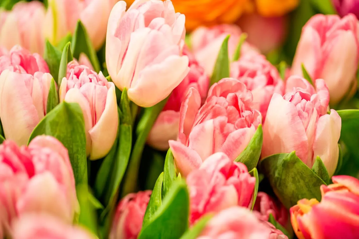 Header Floristik