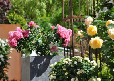 Kalmia