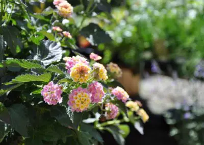 Lantana camara