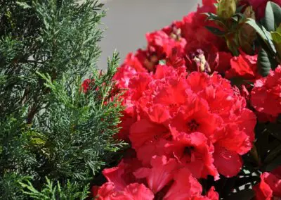 Rhododendron