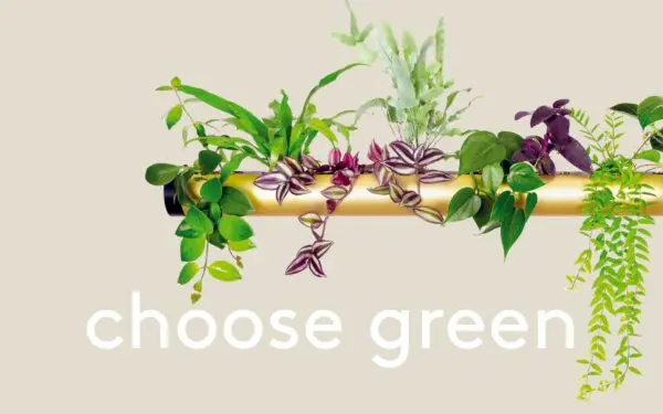 pendularis wähle grün choose green